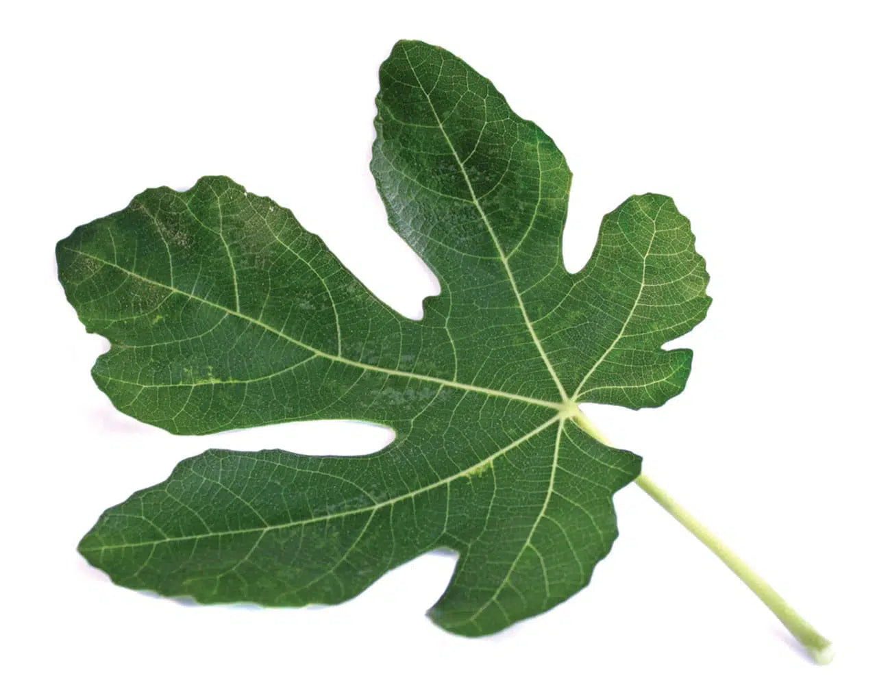 Hoja de Higo