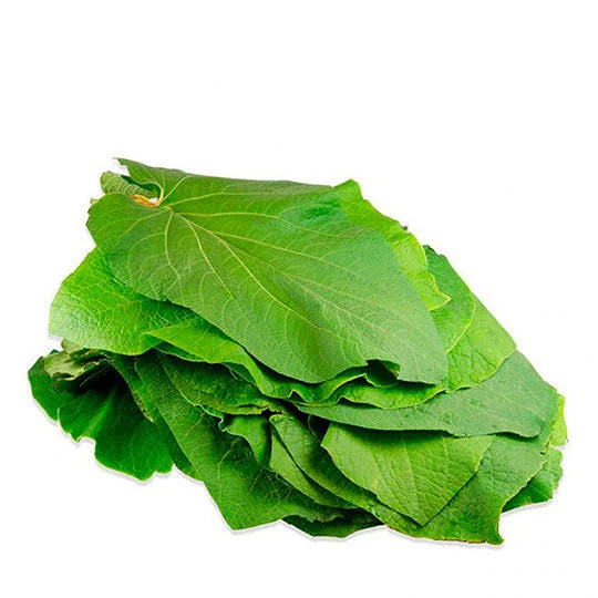 Hoja Santa