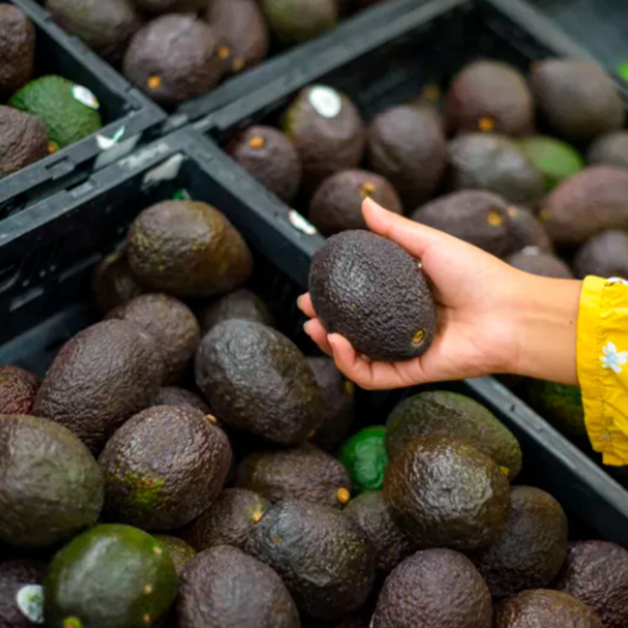 Aguacate Hass