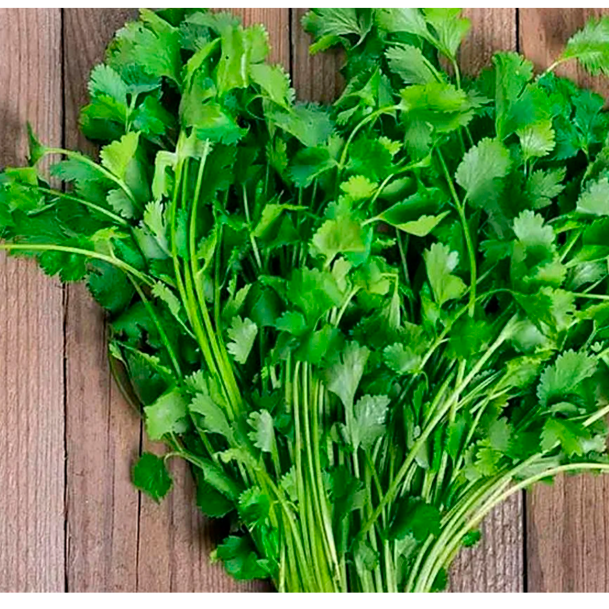 Cilantro
