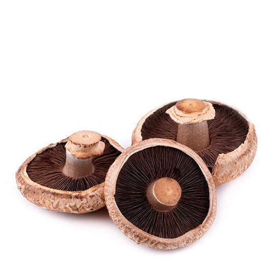Hongo Portobello