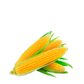Elote Amarillo