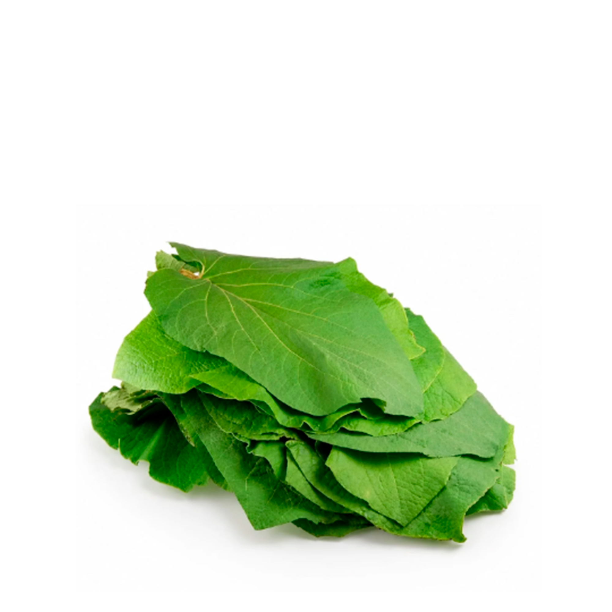 Hoja Santa