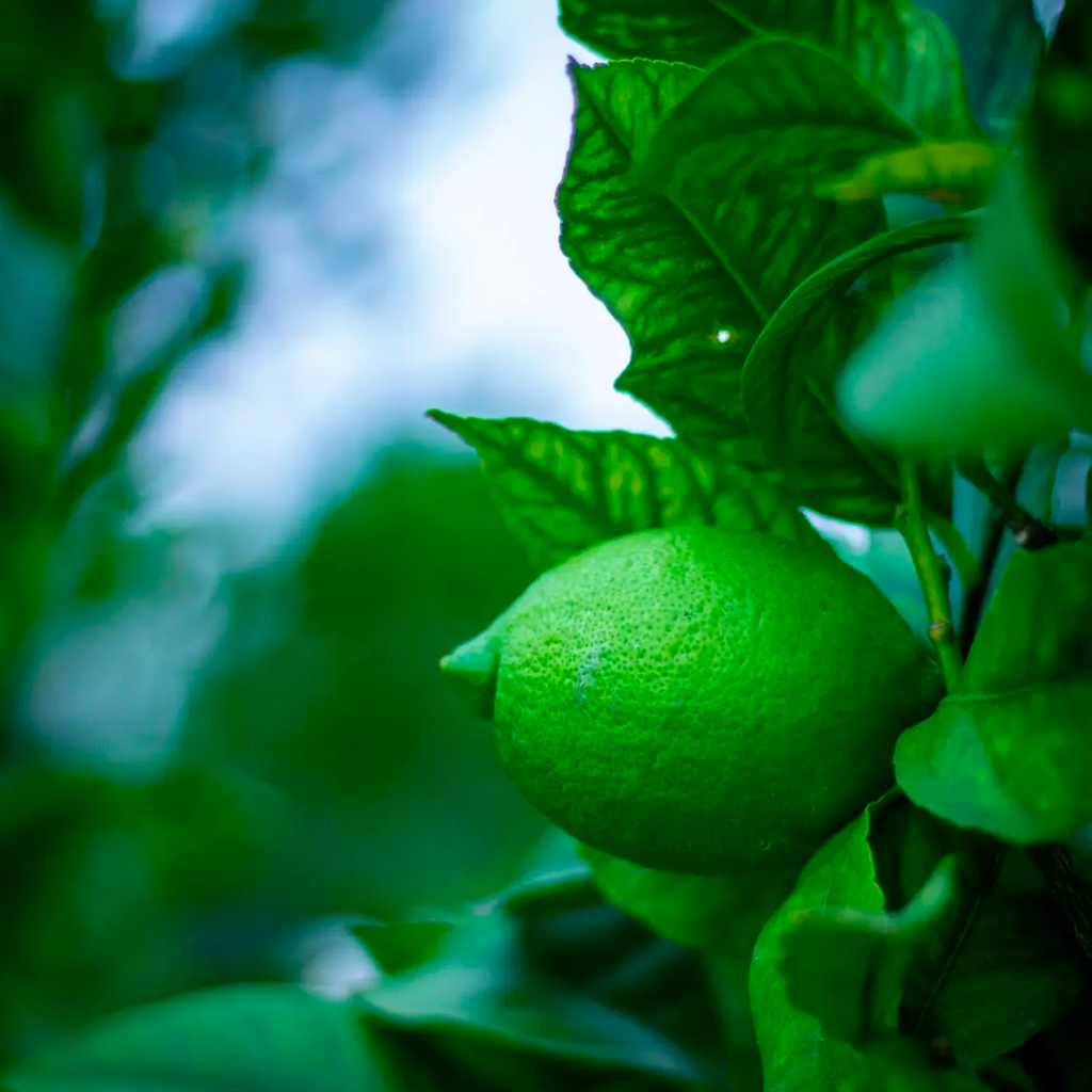 Limon sin semilla