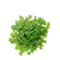 Arugula Baby