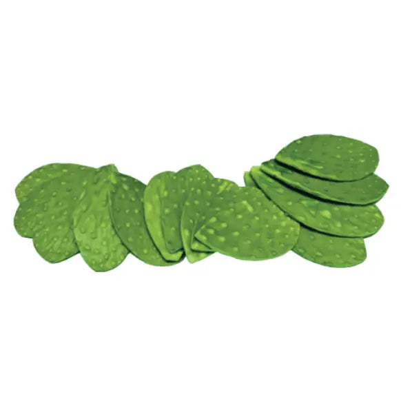 Nopal Baby