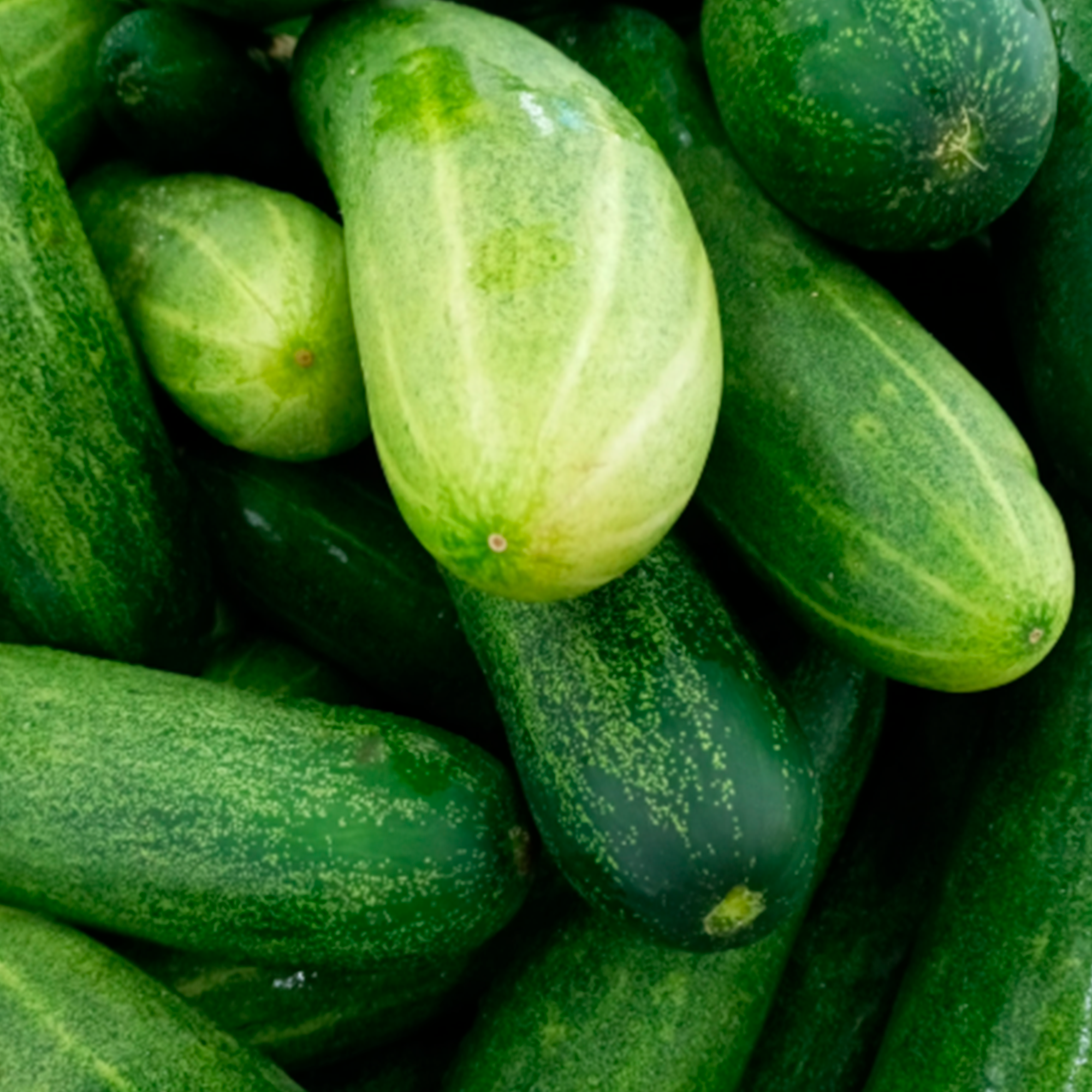 Pepino
