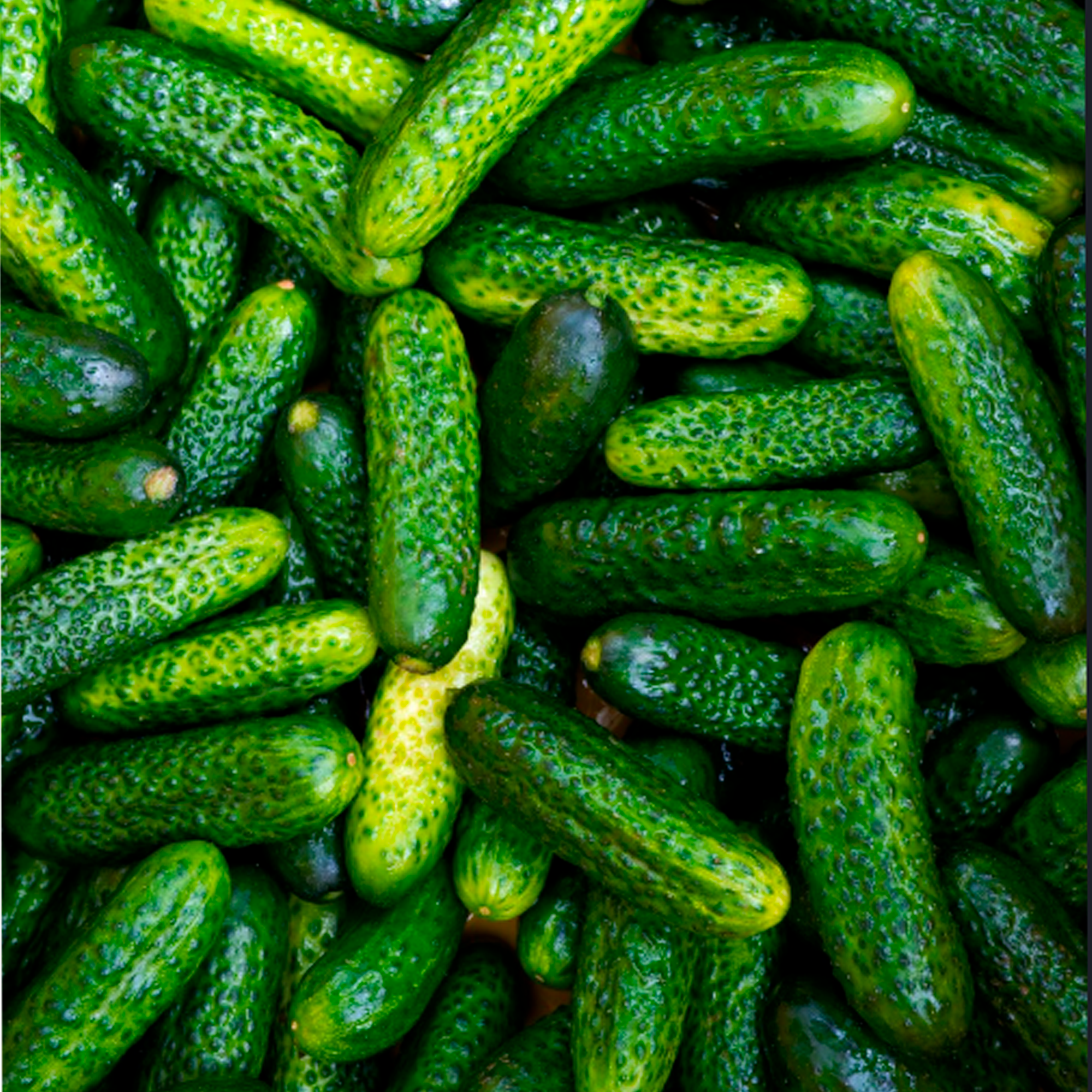 Pepino Persa