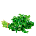 Cilantro