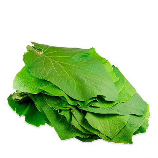 Hoja Santa